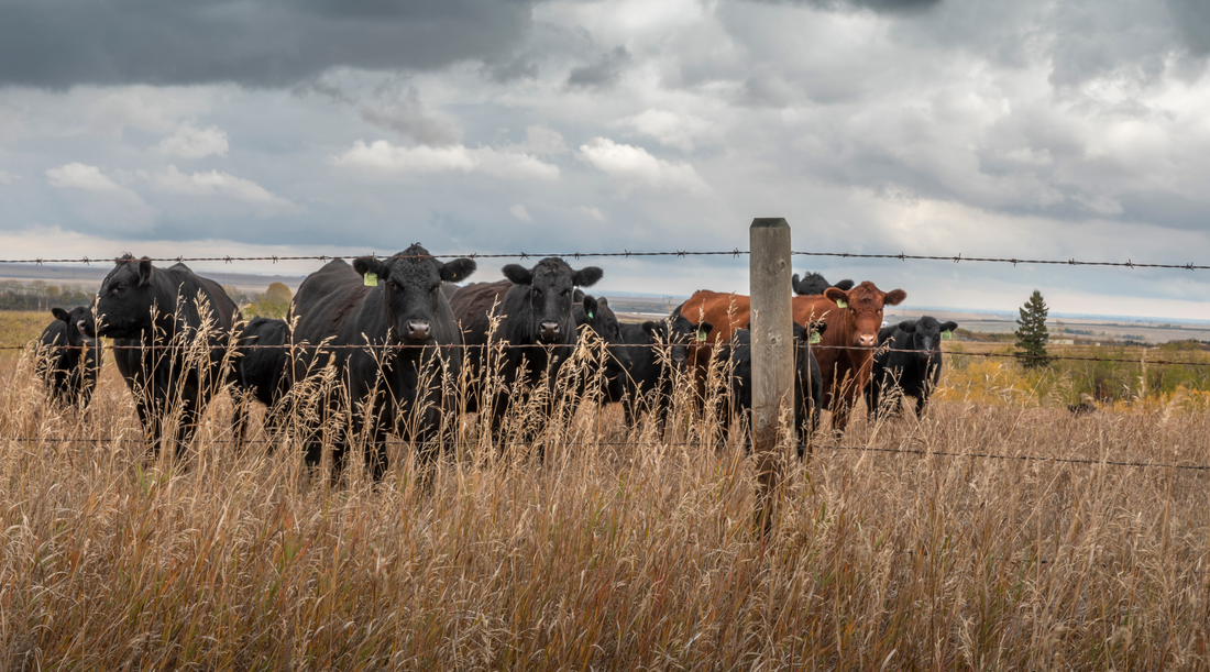 From Ranch to Table: The Hoagland Family's Journey in Idaho's Beef Industry