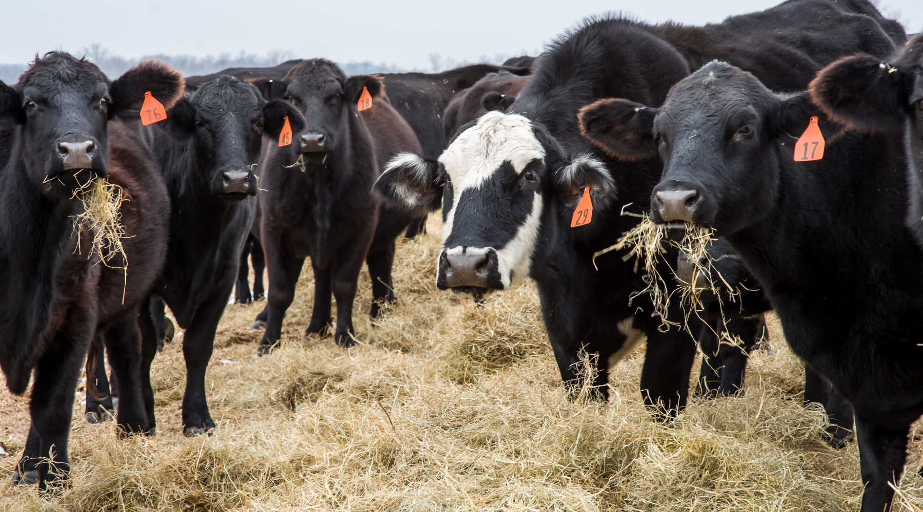 Unveiling the Differences in Beef Cattle Types