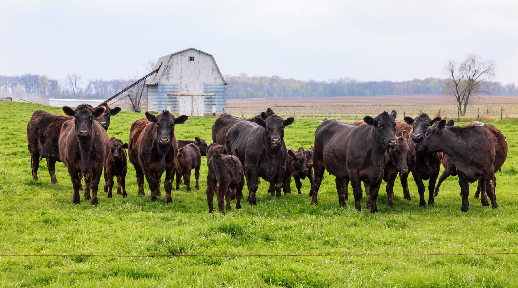 Ground Beef Box 10lbs - Bi Weekly — Hoagland Meat