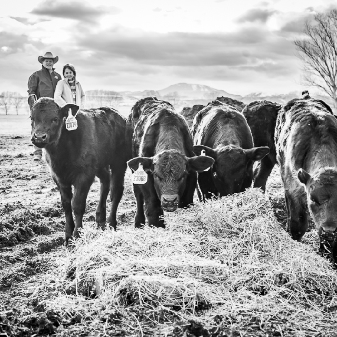 Owners of Hoagland Meat, Rex and Karen Hoagland, with some of their cattle on the ranch.